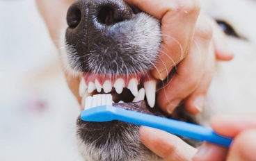 Меры профилактики болезни зубов у домашних животных