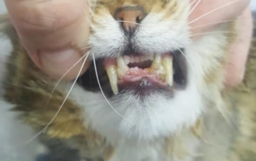 Лечение перелома симфиза нижней челюсти у кошки